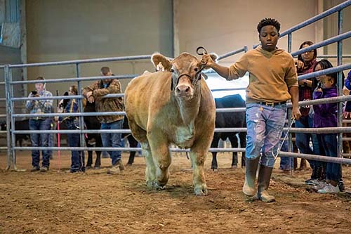 Youth guides his champion Louisiana Bred Market Steer.