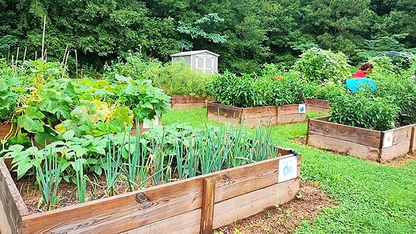 Raised beds