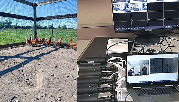 Computer vision and object detection in poultry production.