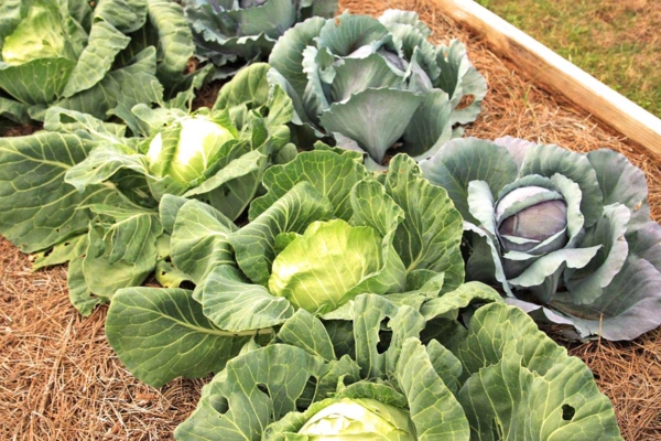 Greens in garden.