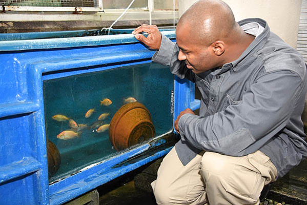 Donald Bacoat looks at fish in the aquaculture facility.