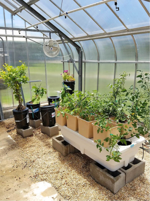 Growing plants using hydroponics system.