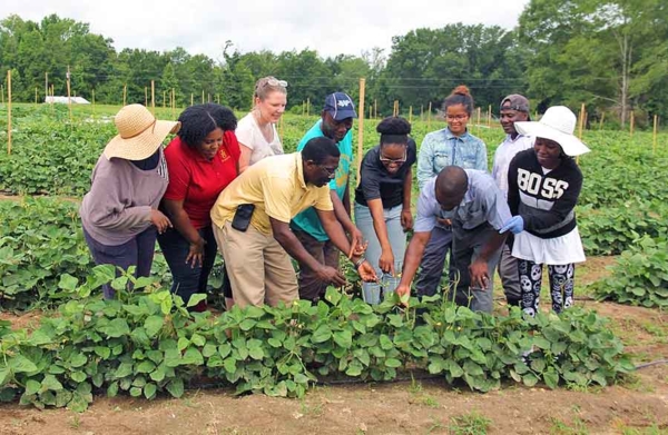 Dr. Joe K. Kpomblekou-A and students looking at the organic squash growing on Tuskegee University's campus.