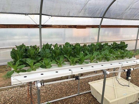 Vegetables are grown using a mix of conventional, organic and hydroponic production techniques.