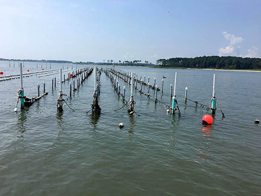 Current oyster lease in the Delaware Inland Bays showing various aquaculture production gear types.