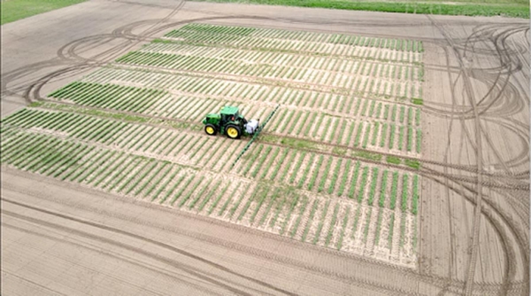 An aerial drone image captured of chickpea planting at the South Carolina State 1890 Research & Demonstration farm.