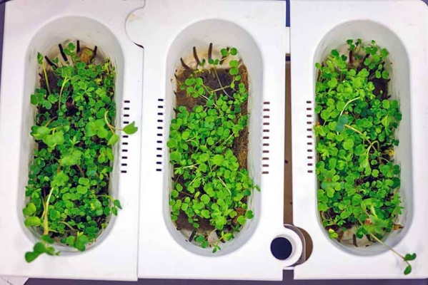 Micro greens grow in tabletop aquaponic systems.