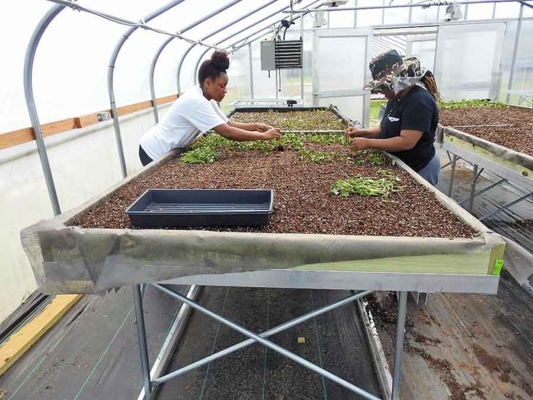Student interns transplant virus-indexed sweet potato cuttings raised in a greenhouse into growing tables in an insect-protected high tunnel.