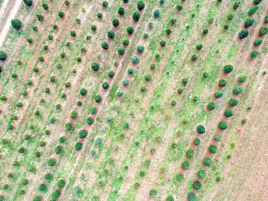 Drone image of trees.