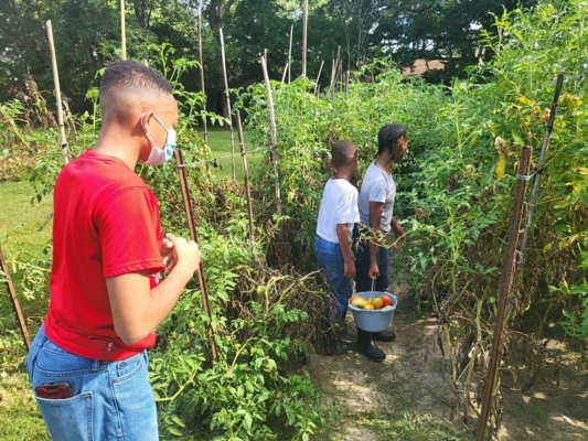Participants harvest tomatoes from the garden at the Goodlife Hair Studio.