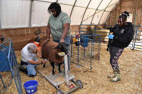 Dr. E. Nelson Escobar, with students, demonstrates milking an ewe.