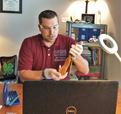 Brad Hartle, University of Maryland Eastern Shore Extension 4-H STEM agent associate, dissects a squid for his online class in real time.
