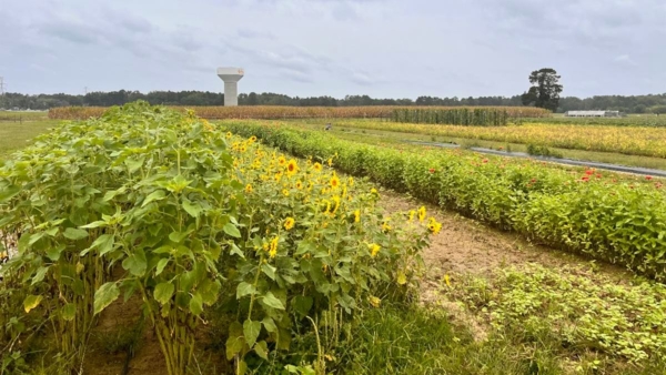 Pollinator friendly plot at Randolph Farm.
