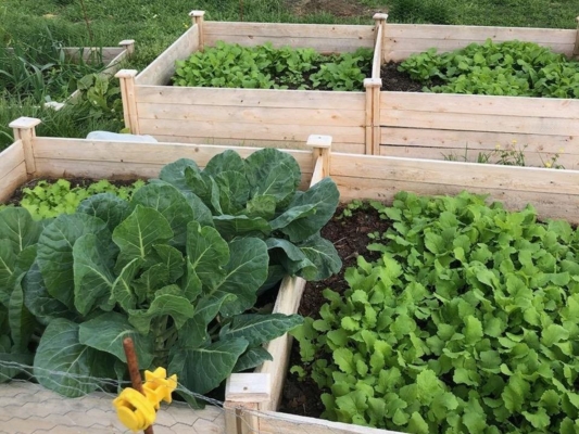 Vegetables in garden beds.