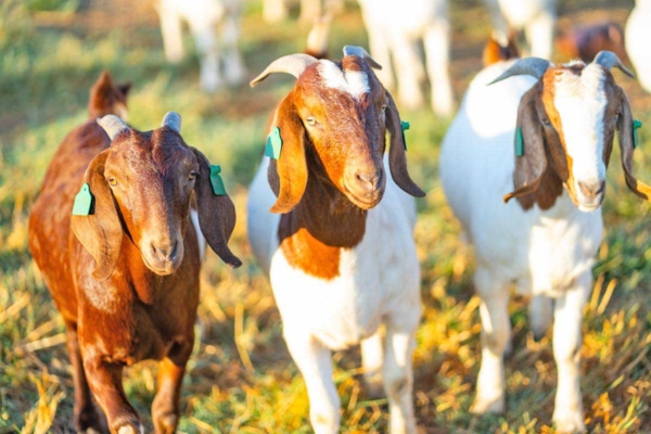 Goats