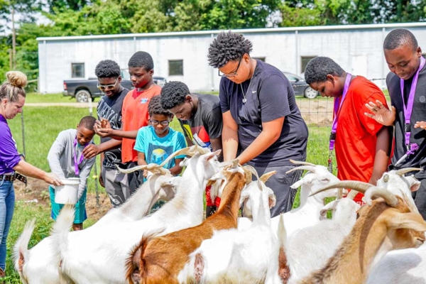 Students work with goats.